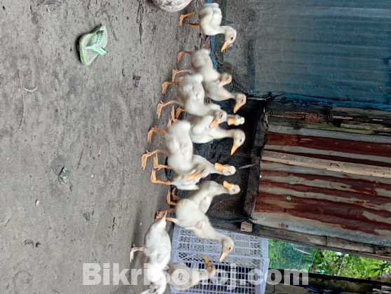 ১০ পিস বেইজিং বা পেকিন স্টার ১৩ হাসের বড় বাচ্চা